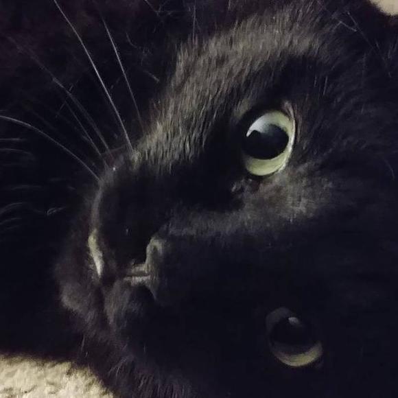 Meet your Posher, Barendina - Picture 1 of 1